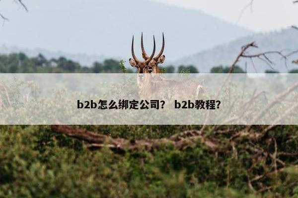 b2b怎么绑定公司？ b2b教程？