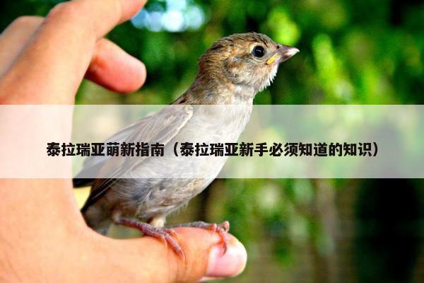 泰拉瑞亚萌新指南（泰拉瑞亚新手必须知道的知识）