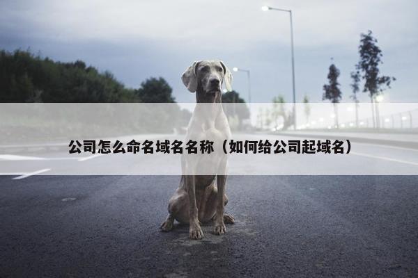 公司怎么命名域名名称（如何给公司起域名）