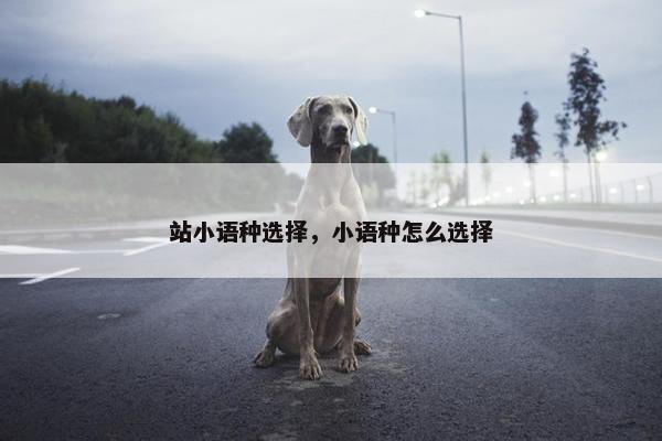 站小语种选择，小语种怎么选择