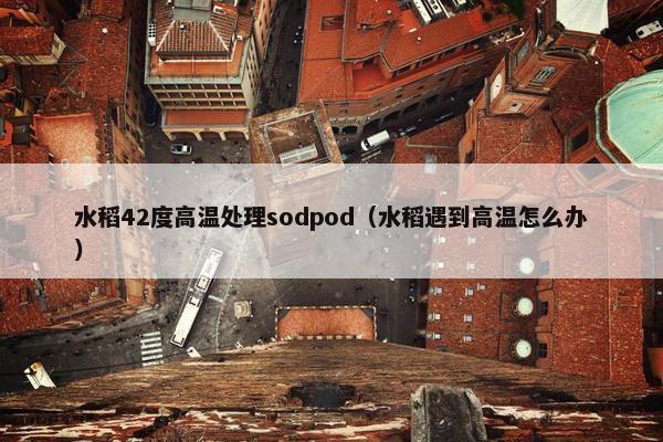 水稻42度高温处理sodpod（水稻遇到高温怎么办）