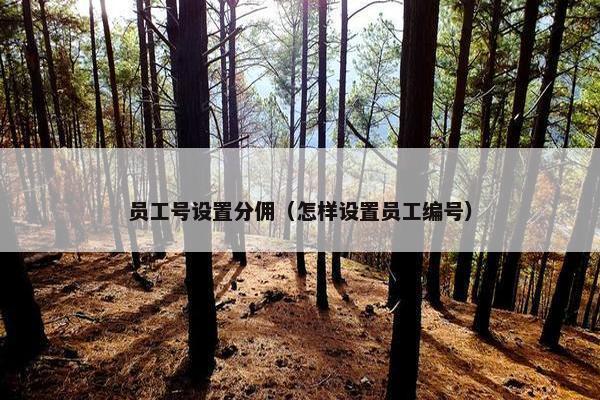 员工号设置分佣（怎样设置员工编号）