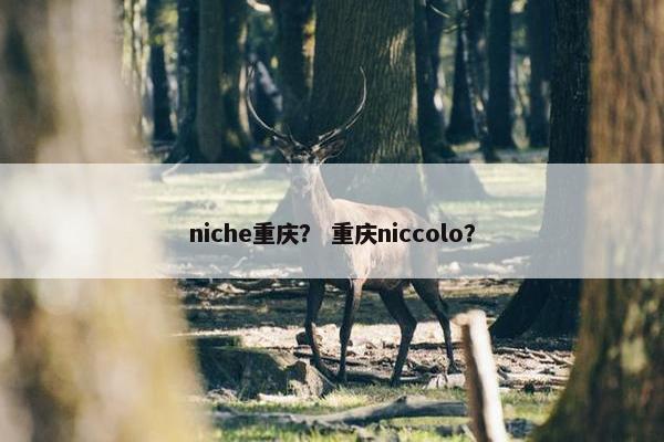niche重庆？ 重庆niccolo？