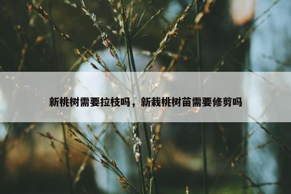 新桃树需要拉枝吗，新栽桃树苗需要修剪吗