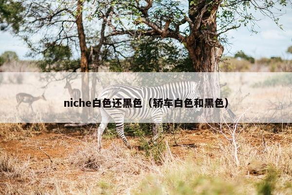 niche白色还黑色（轿车白色和黑色）